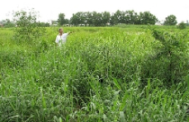 Dự án nhà ở 10 năm vẫn… toàn cỏ 