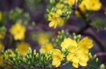 Chủ tịch nước: Mừng xuân mới, thắng lợi mới! 