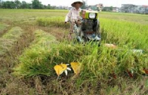 Năm 2011, Hà Tĩnh sẽ xong quy hoạch các xã xây dựng nông thôn mới 