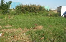 TP Đà Nẵng: Xử lý đứt điểm “đất hoang” gây ô nhiễm môi trường 