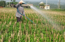 Công nhận tư hữu để sử dụng đất hiệu quả