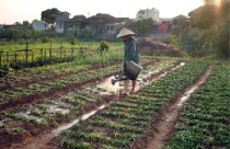 Miễn, giảm thuế sử dụng đất nông nghiệp: Phân loại theo từng đối tượng 