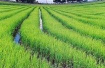 Luật Đất đai cần sửa những nội dung gì? 