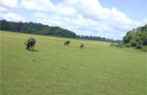 260ha đất xây phim trường, du lịch sinh thái tại Bình Phước 