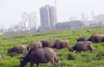 Tập đoàn Daewoo sẽ thâu tóm siêu dự án bất động sản tại Hà Nội?