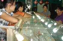 Giá vàng thế giới tụt dốc, trong nước rời xa mốc 38 triệu đồng