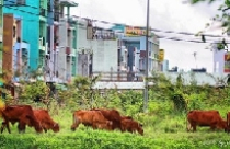 Chuyển đổi mục đích sử dụng đất đai: Những trở ngại 