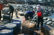 Teo tóp... đất đảo 