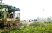 Trả tiền thuê đất theo... giá vàng 