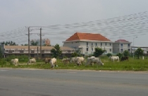 Giải pháp nào để lấp đầy căn hộ ở các dự án? (Kỳ 2)