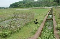 Hồ thủy lợi treo: Dân tái định cư về nơi ở cũ 