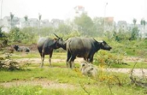 Đất canh tác teo tóp quá nhanh 