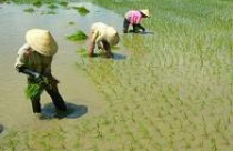 Nguy cơ đất trồng lúa bị thu hẹp trước tốc độ đô thị hóa 