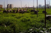 Quy hoạch đất đô thị: Mạnh ai nấy làm 