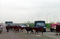 Bi hài chuyện trâu bò ở những làng quê đô thị hóa 