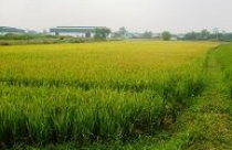 Hiểm họa khi nông dân thành “tỉ phú“ nhờ đất đai 