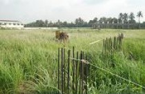 Bỏ hoang đất tràn lan ở khu kinh tế