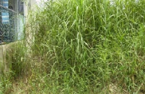 Nhiều chiêu lừa trên thị trường nhà đất