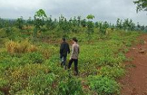 Thao túng đất rừng