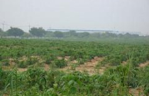 Chưa lấp được 60%, không mở thêm khu công nghiệp 