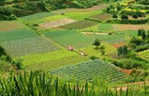 Giá đất nông nghiệp tại TP: Cao nhất 380.000 đồng/m2 