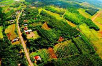 Bình Phước: Giá đền bù dự án Khu liên hợp Đồng Phú thấp nhất 200 triệu/ha