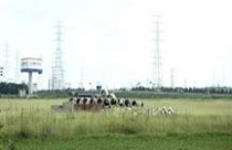 Đất dự án trồng... cỏ