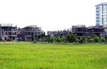 Cần bảo vệ đất trồng lúa 