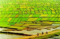 Chính phủ: Đất lúa mất không dễ lấy lại 