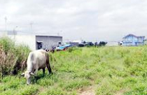 TP LONG XUYÊN, AN GIANG Hàng loạt vụ chuyển mục đích sử dụng đất sai!