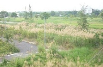 BĐS TP.HCM: Chắc giá 