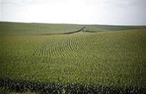 Giá đất nông nghiệp Mỹ tăng kỷ lục 