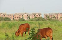 Giao 9.000 m2 đất, 5 năm xây… 20m2 