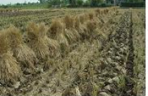 Làm đúng quy định tách thửa, khó quá!- Bài 3: Gỡ kiểu nào cũng tắc!