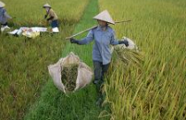 Quốc hội thông qua Kế hoạch sử dụng đất 5 năm (2011-2015): Giữ vững 3,812 triệu ha đất lúa 