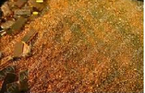 2 Doanh nghiệp được xuất khẩu hơn 1,1 tấn vàng 