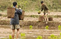 Thu hồi đất nông nghiệp: Nhiều người lợi, trừ nông dân! 