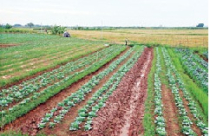 Đề xuất mở rộng quyền sở hữu đất đai: Chìa khóa xử lý tranh chấp 