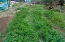 Đất ngoại thành Hà Nội “đỏ mắt” chờ người mua 