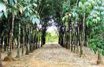 Khi doanh nghiệp bất động sản đa canh 