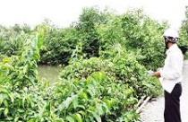 Điêu đứng vì dự án “ma” 