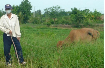 Chết dở vì khu công nghiệp: Hiệu quả ít hơn hậu quả!