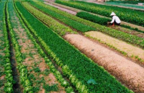 Hà Nội điều chỉnh kế hoạch dồn điền đổi thửa đất nông nghiệp tại một số huyện