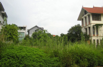 Trồng cỏ trên đất “vàng”