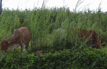 Miền Tây vẫn còn nhiều nơi ép dân lấy đất: Kỳ cuối: Chờ đến bao giờ?