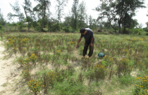 Sống mòn bên dự án treo: 15 năm Kiếm sống trên nghĩa địa