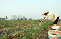 Không bao che vi phạm trong quản lý, sử dụng đất