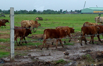 Thu hồi đất làm KCN "mọc cỏ", nông dân mất việc