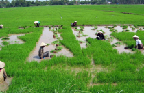 Nên thừa nhận 4 loại sở hữu đất đai