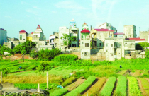 Nhiều bất cập trong sử dụng đất nông nghiệp